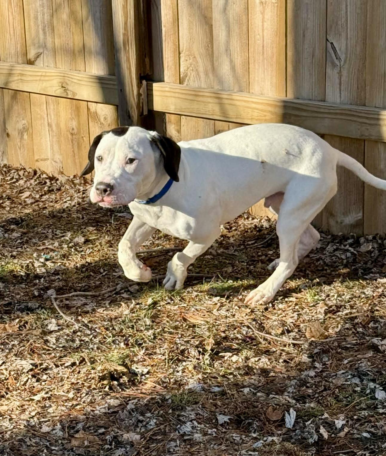Snoopy NO FEE, ADOPTABLE, Young Male Pit Bull Terrier.