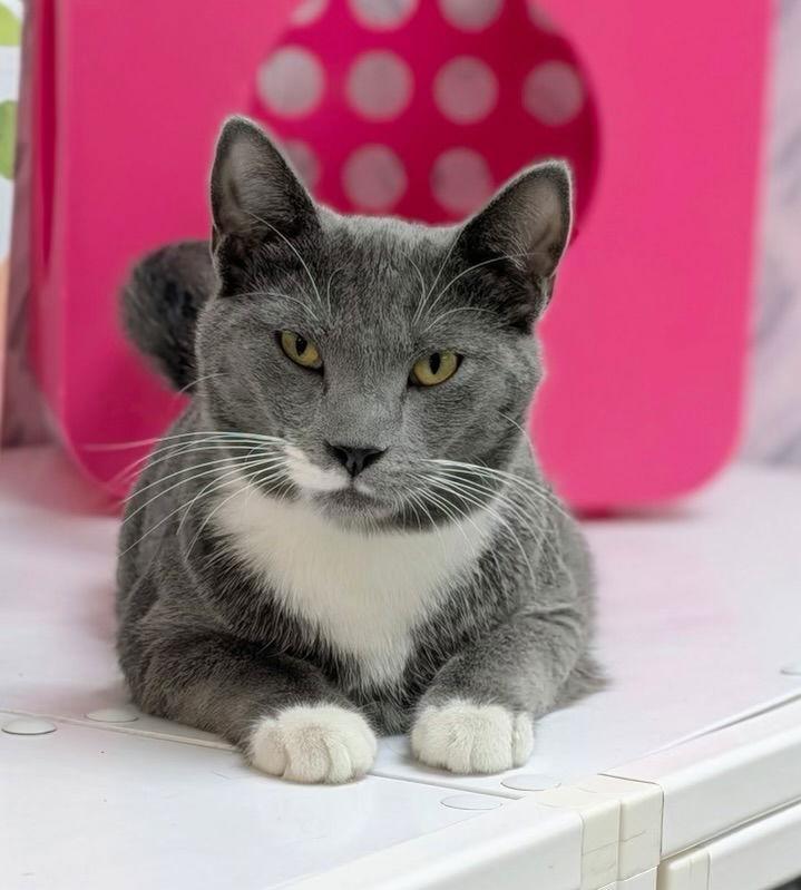 Chewy, Adoptable, Young Male Domestic Short Hair.