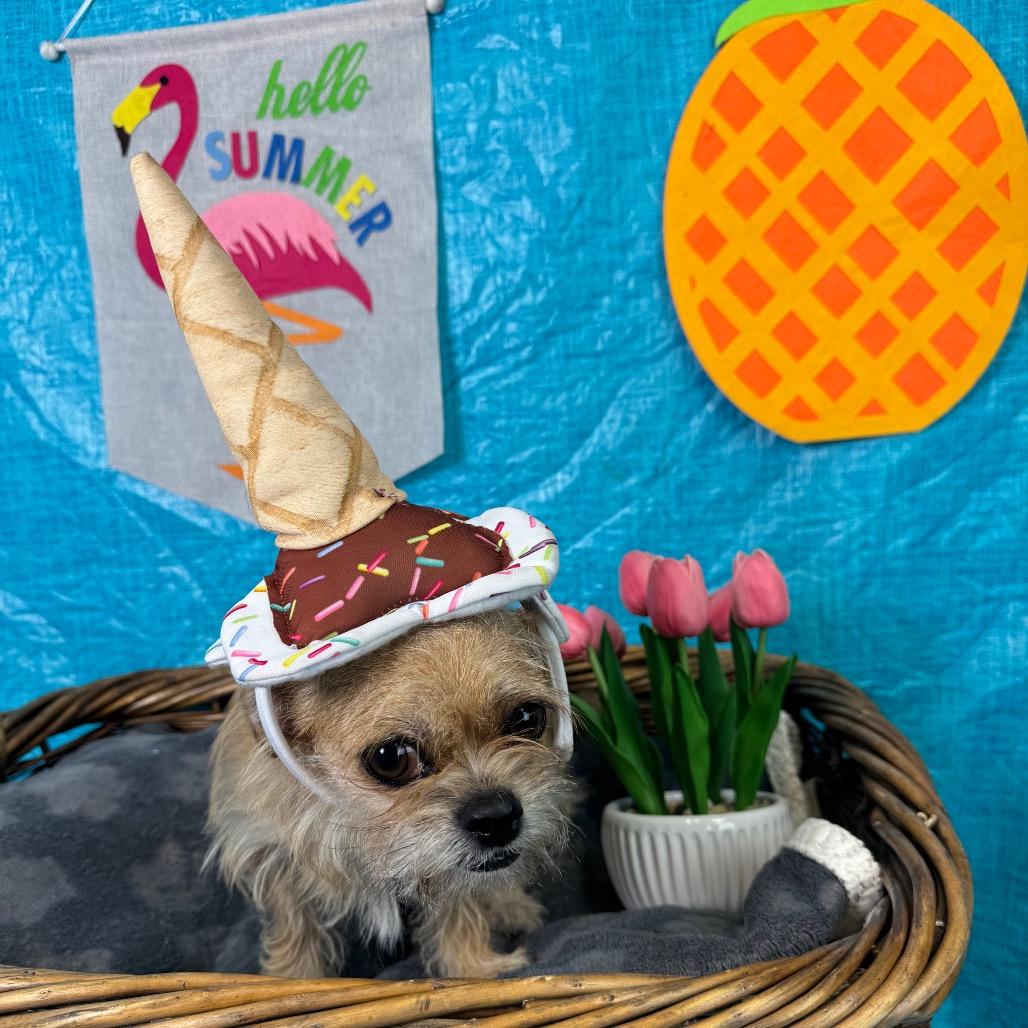 Enlarge Chini, a Adoptable Terrier in Fresno, CA image 2/5