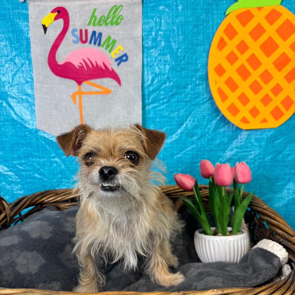 Enlarge Chini, a Adoptable Terrier in Fresno, CA image 3/5