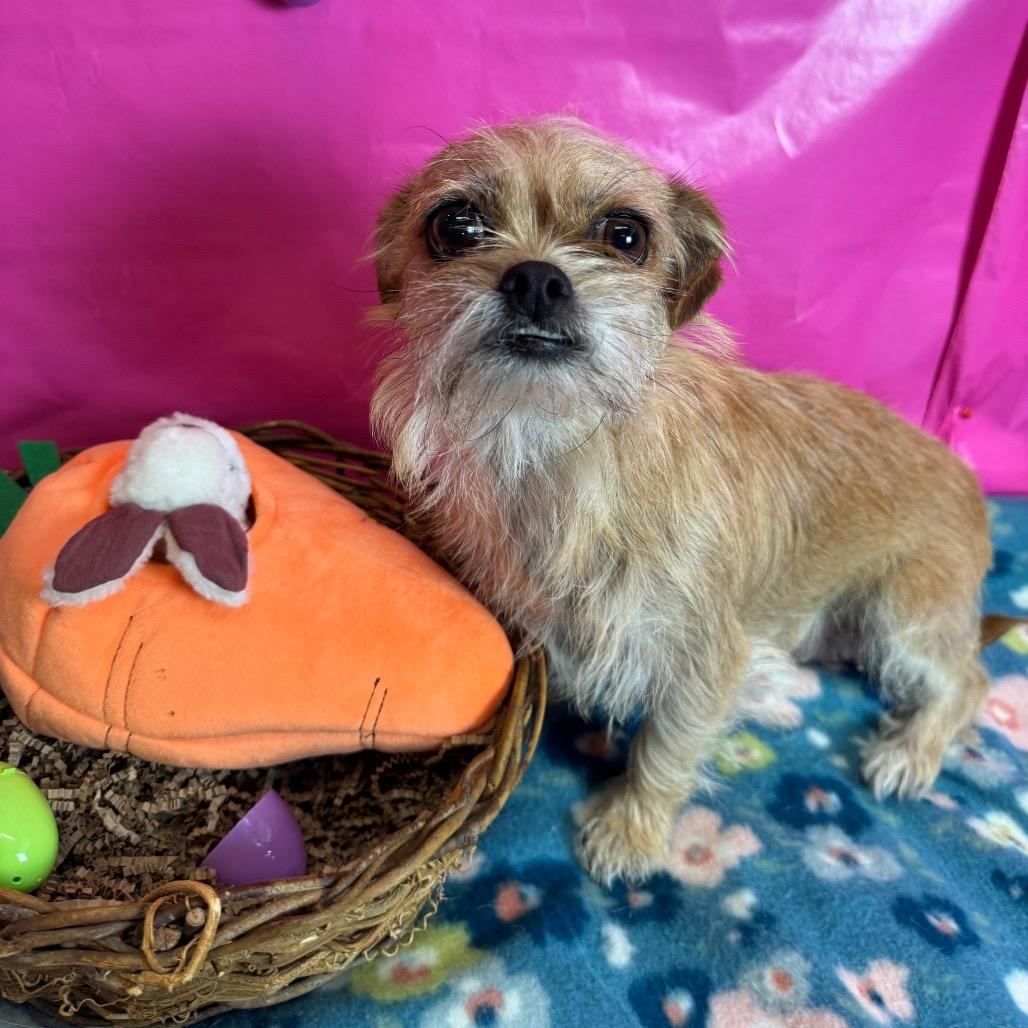 Enlarge Chini, a Adoptable Terrier in Fresno, CA image 4/5