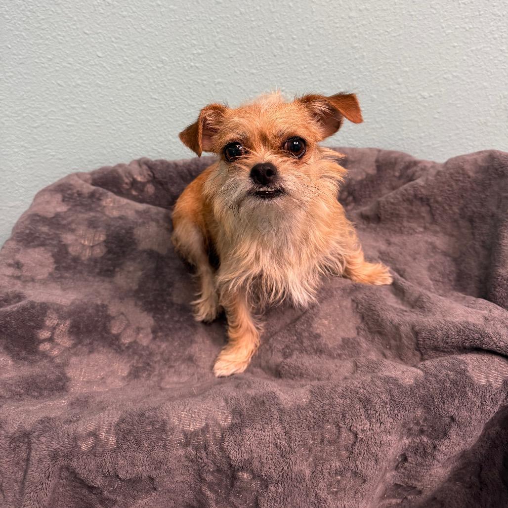 Enlarge Chini, a Adoptable Terrier in Fresno, CA image 5/5