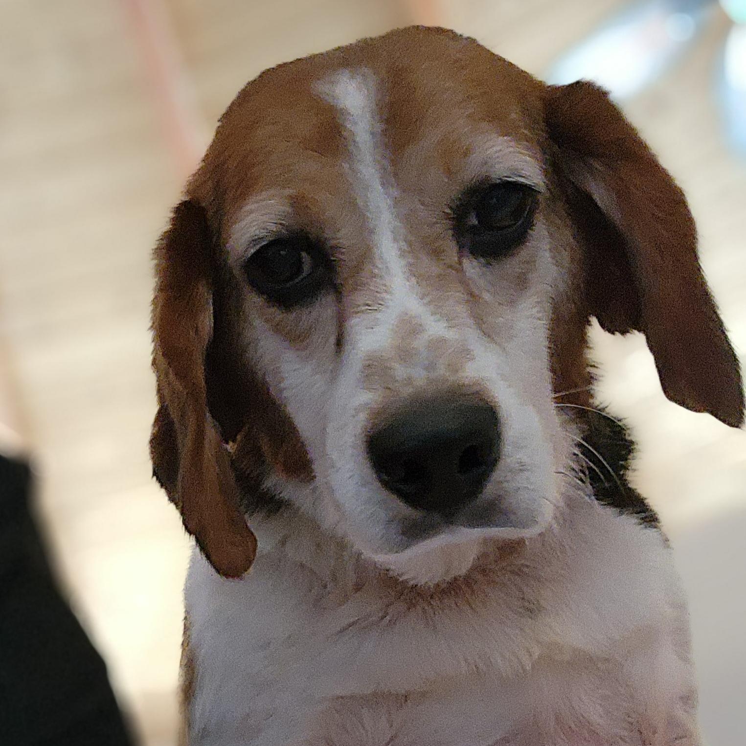 Huckleberry, an adoptable Beagle in Hartville, WY, 82215 | Photo Image 4