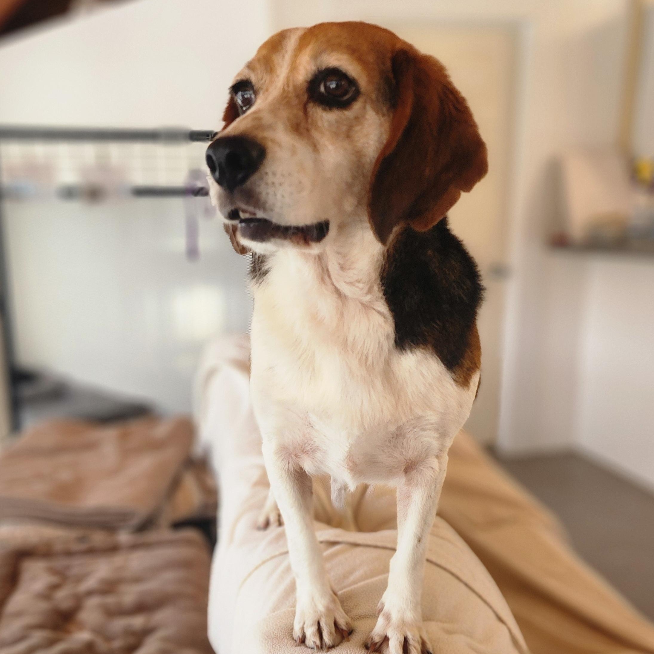 Huckleberry, an adoptable Beagle in Hartville, WY, 82215 | Photo Image 3