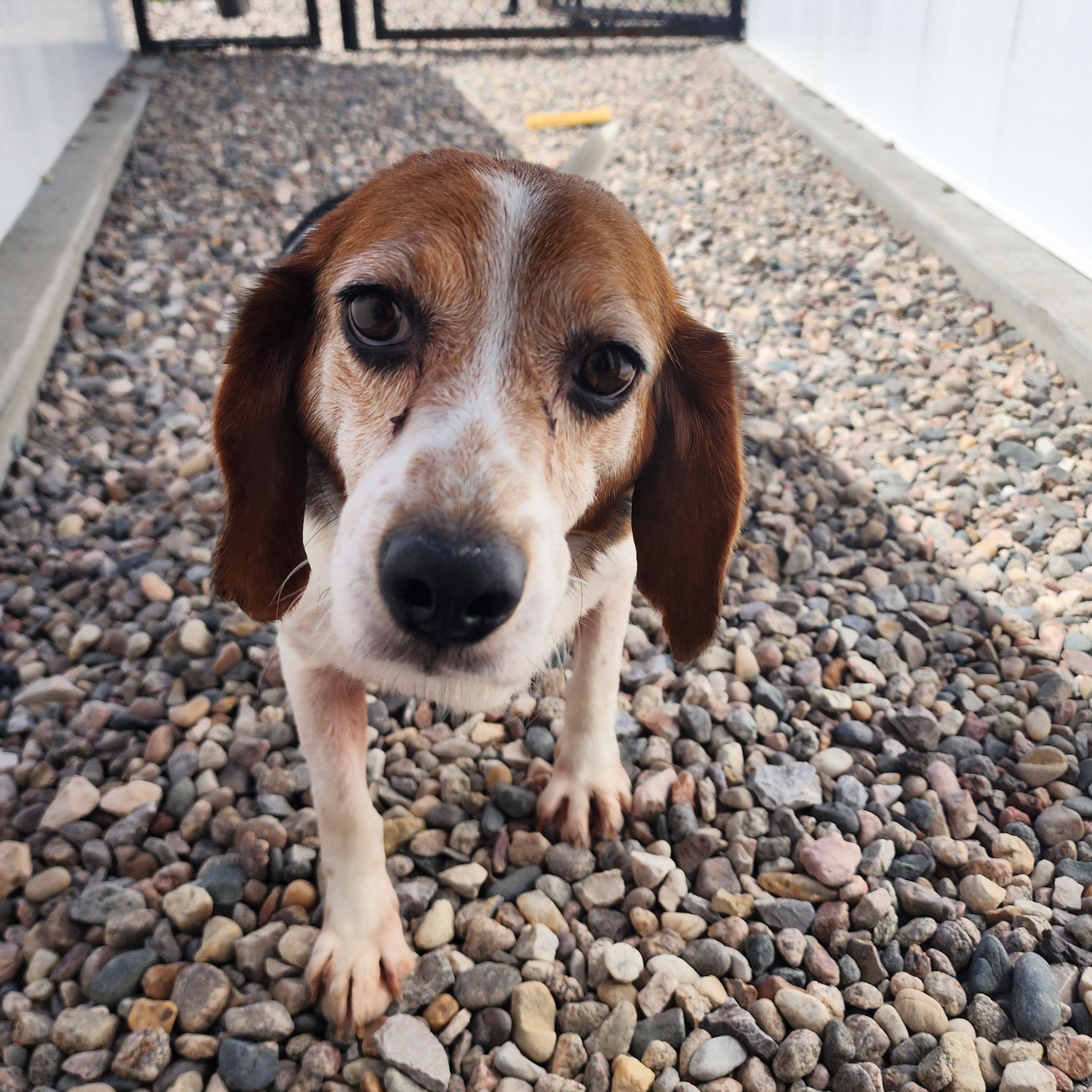 Huckleberry, an adoptable Beagle in Hartville, WY, 82215 | Photo Image 2