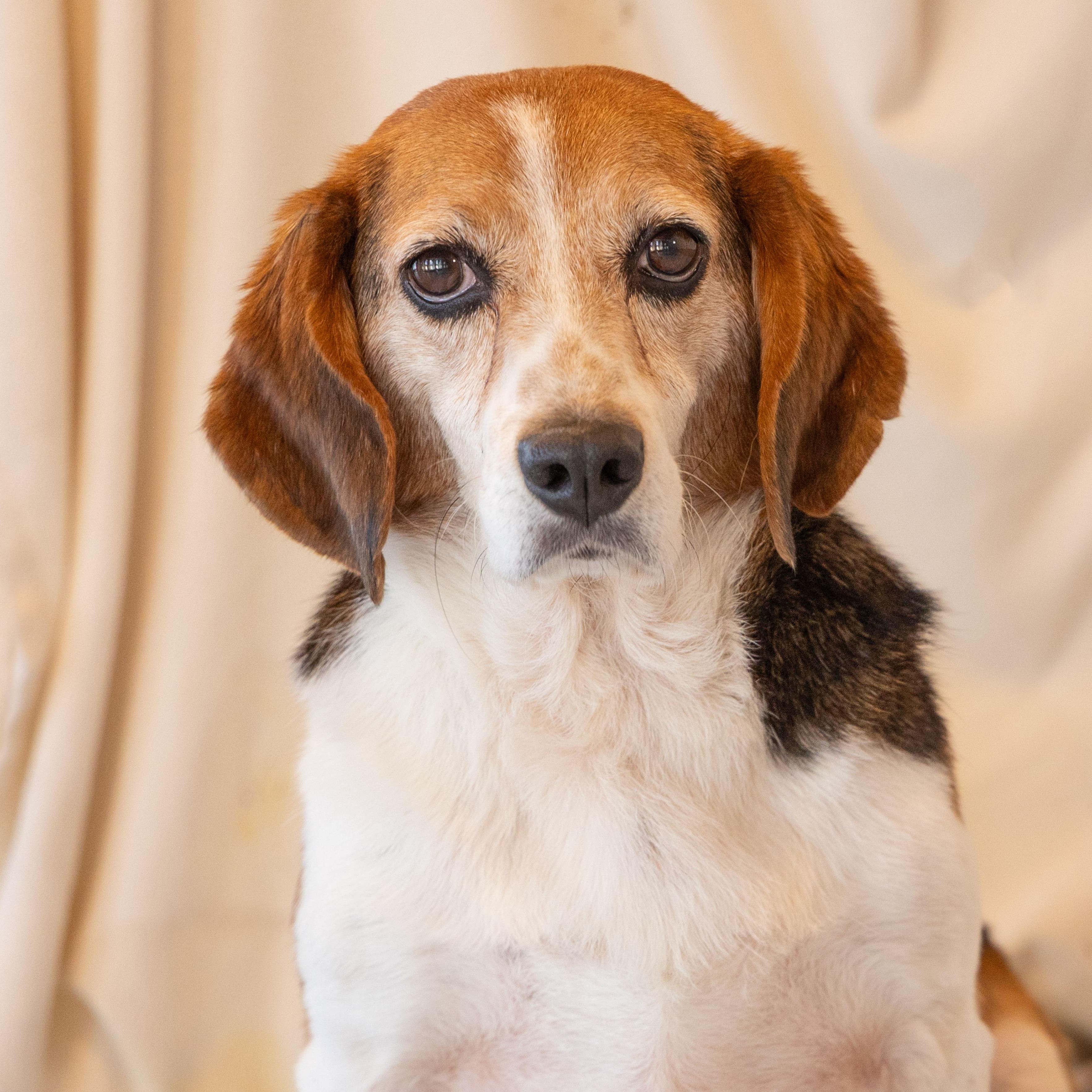 Huckleberry, an adoptable Beagle in Hartville, WY, 82215 | Photo Image 1
