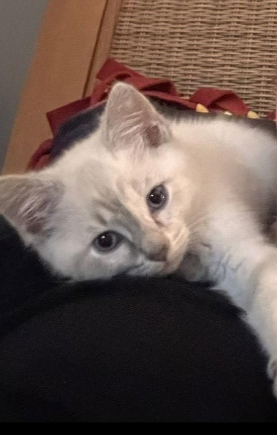 Maren, Adopted, Kitten Female Siamese & Domestic Short Hair.