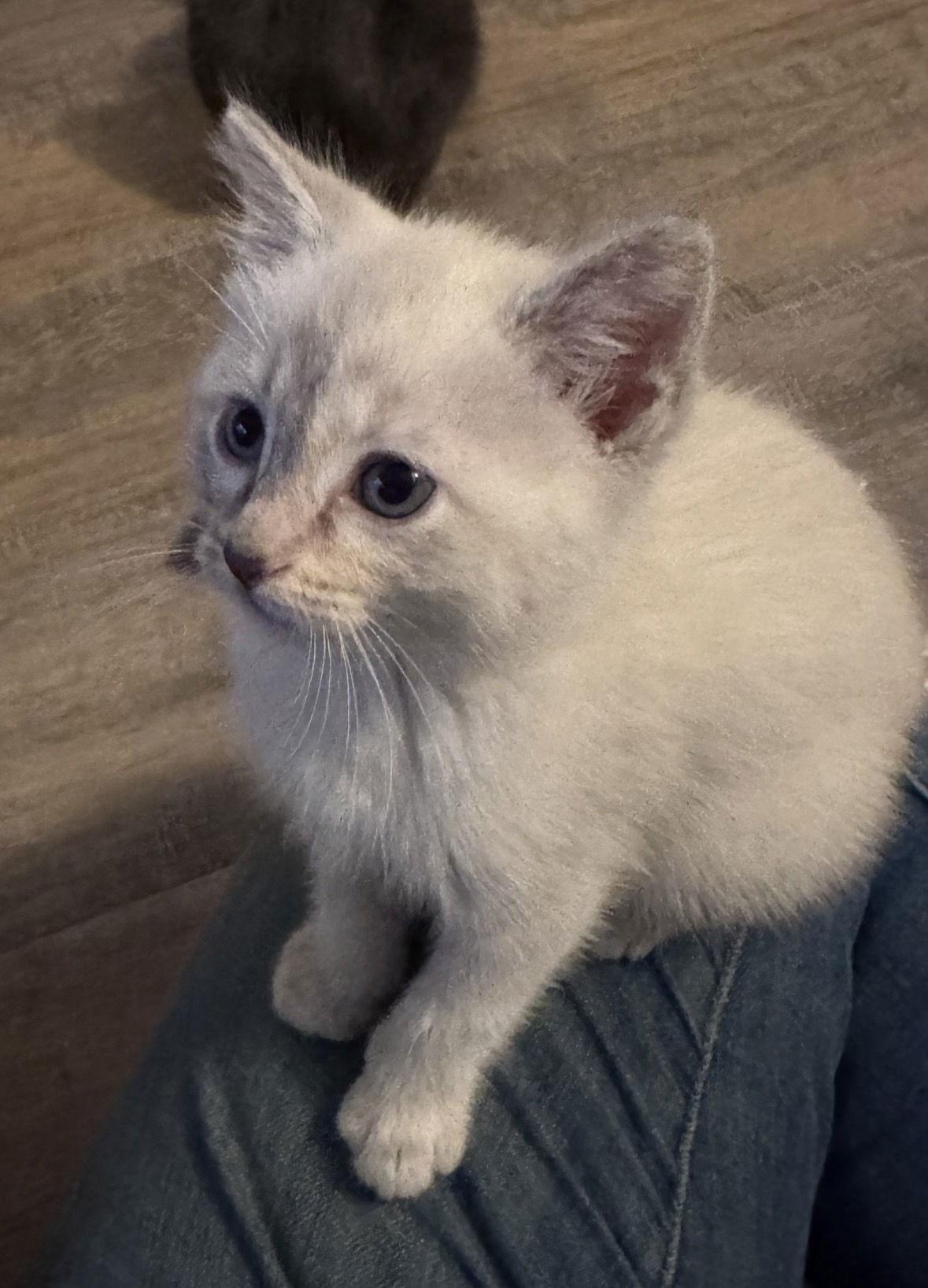 Enlarge Maren, a Adopted mixed breed in Georgetown, KY image 2/2