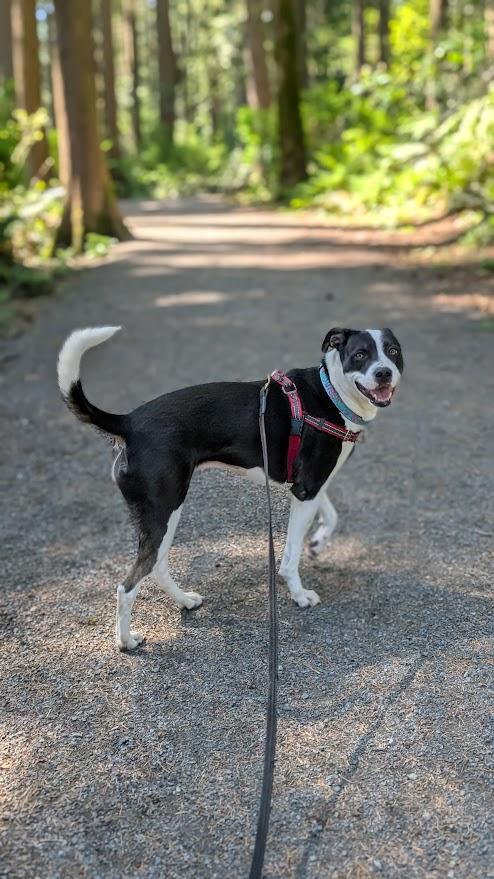 Enlarge Lucy, a ADOPTABLE mixed breed in Coquitlam, BC image 3/3