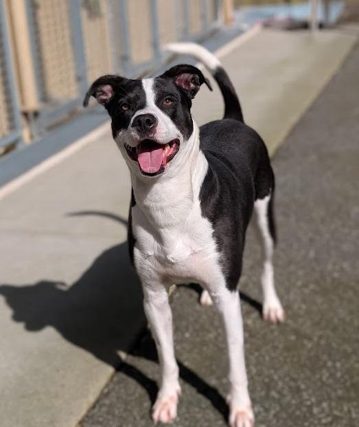 Enlarge Lucy, a ADOPTABLE mixed breed in Coquitlam, BC image 2/3