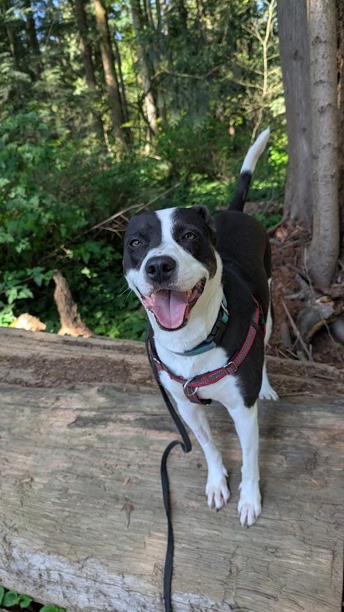 Enlarge Lucy, a ADOPTABLE mixed breed in Coquitlam, BC image 1/3
