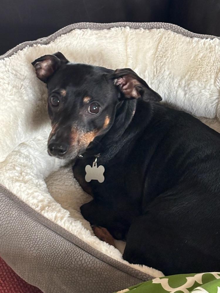 Enlarge Joey (Dac), a Adoptable mixed breed in Milton, GA image 1/5