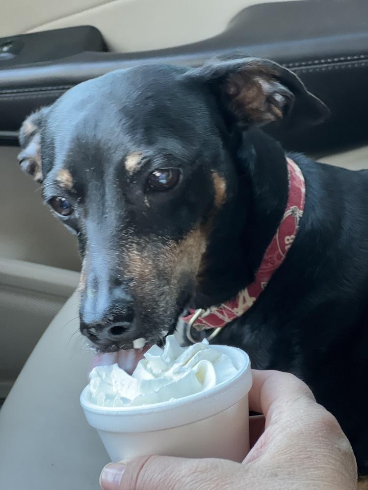 Enlarge Joey (Dac), a Adoptable mixed breed in Milton, GA image 2/5