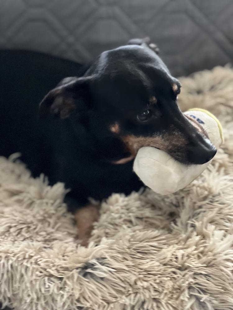 Enlarge Joey (Dac), a Adoptable mixed breed in Milton, GA image 3/5