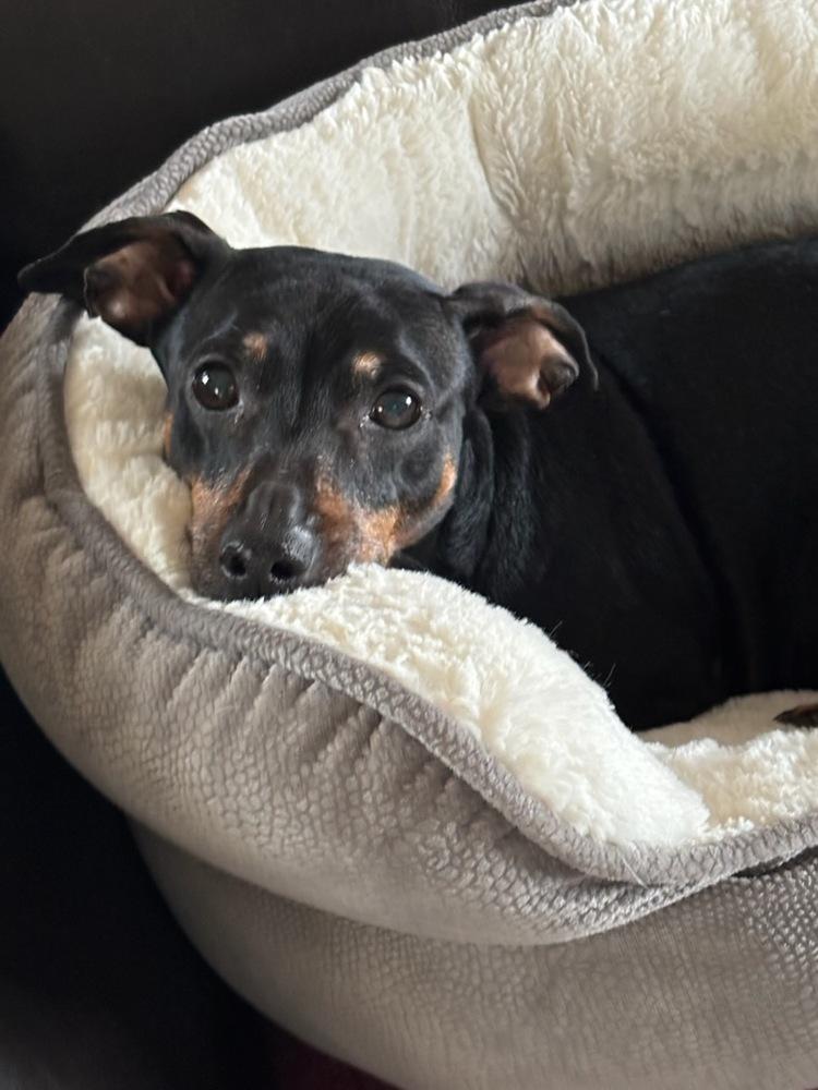 Enlarge Joey (Dac), a Adoptable mixed breed in Milton, GA image 4/5