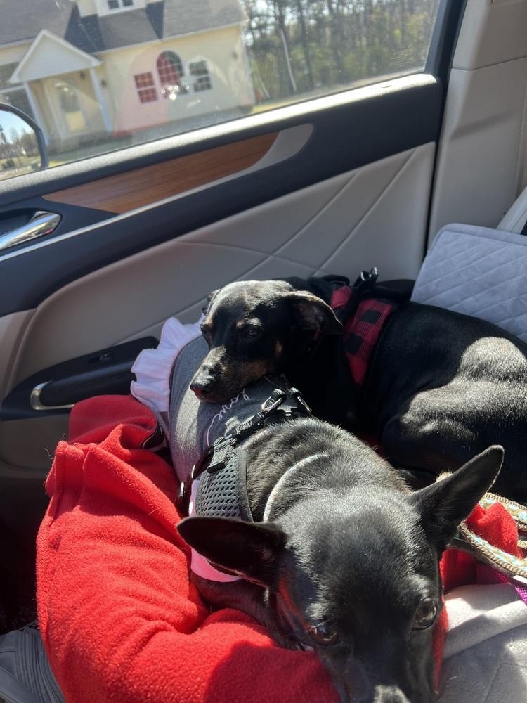 Enlarge Joey (Dac), a Adoptable mixed breed in Milton, GA image 5/5