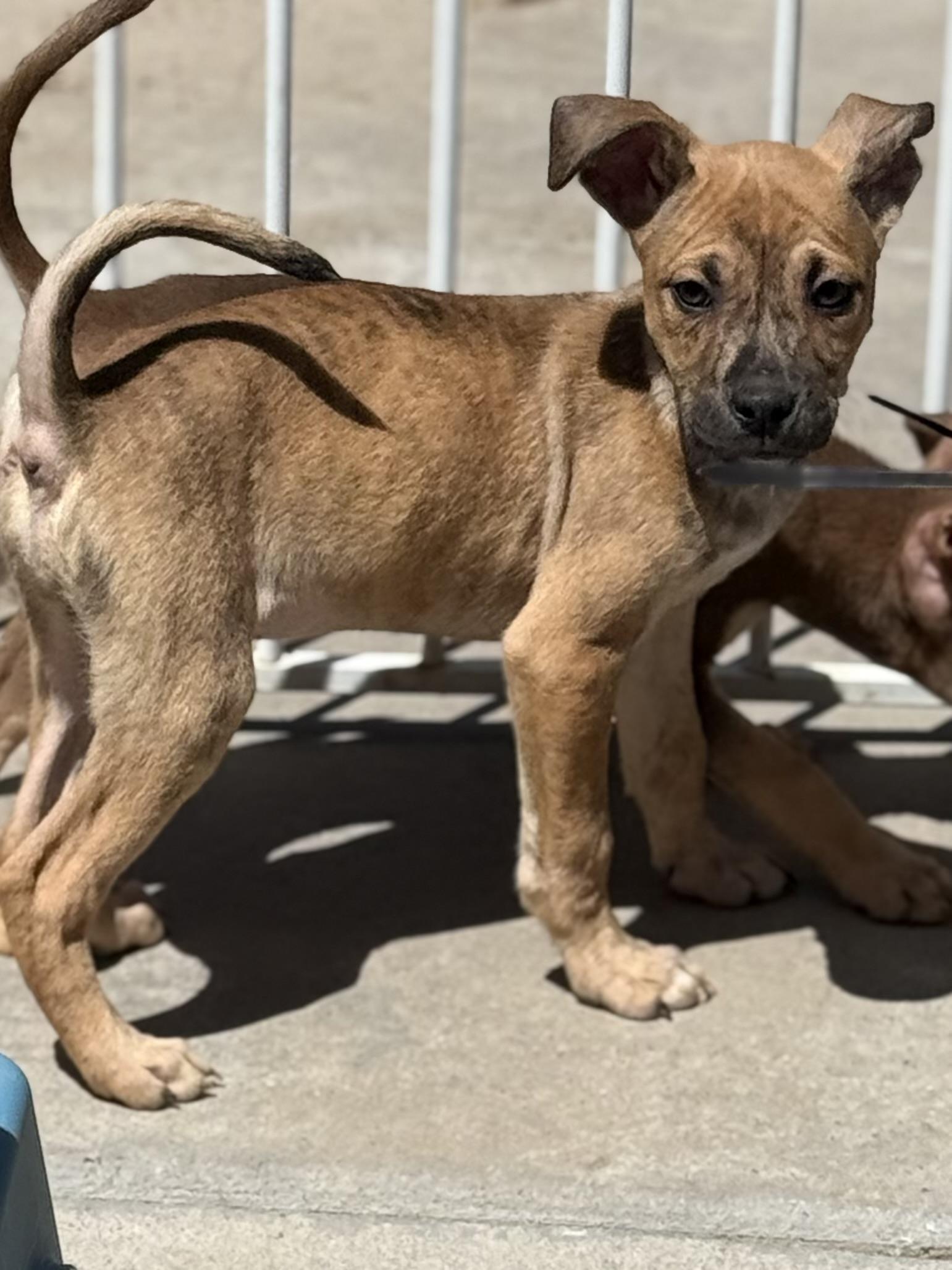 Enlarge Reed, a Adoptable mixed breed in Portland , OR image 2/4