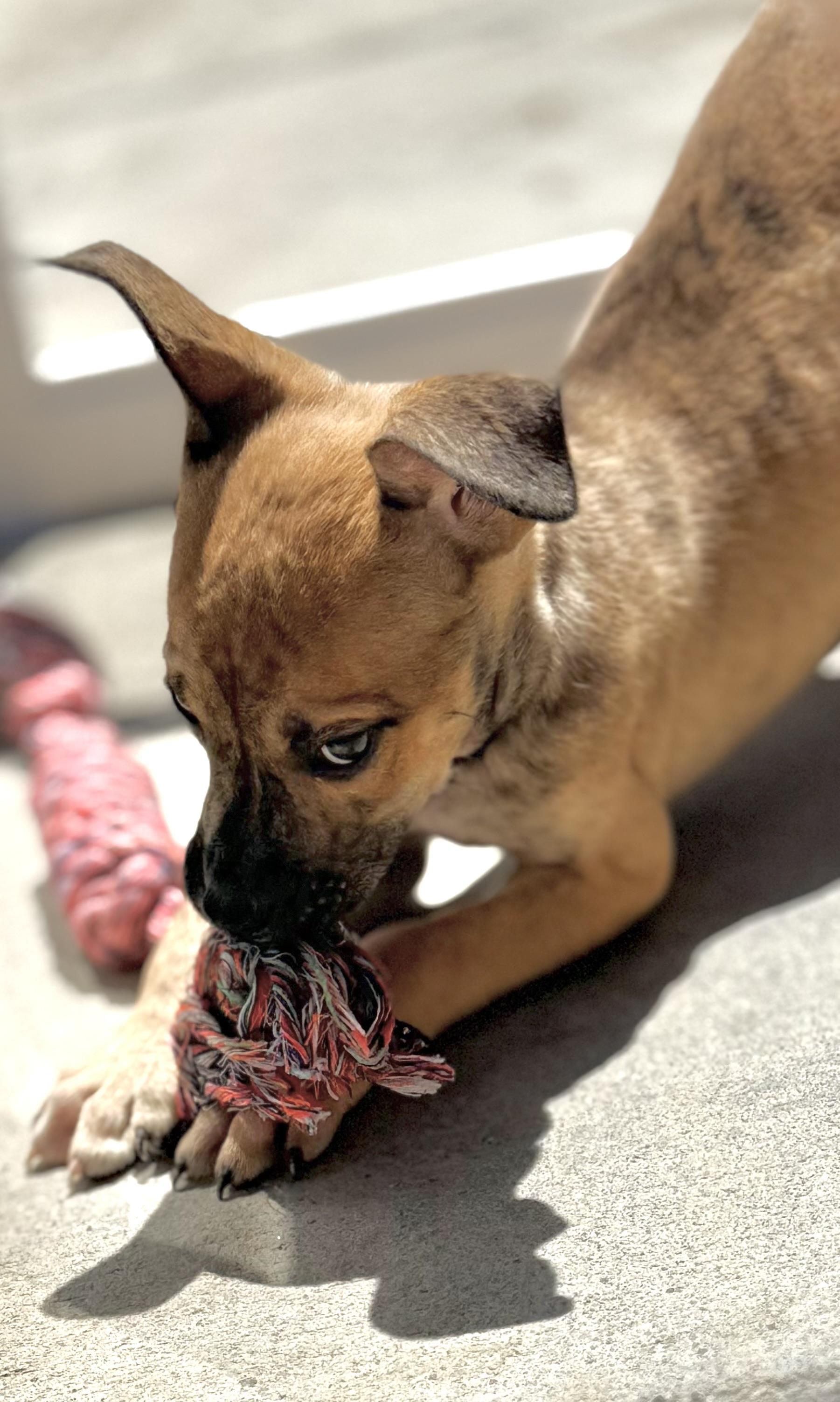 Enlarge Reed, a Adoptable mixed breed in Portland , OR image 4/4