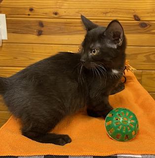 Arugula - gentle and affectionate, this girl is the one for you!