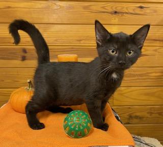 Arugula - gentle and affectionate, this girl is the one for you!