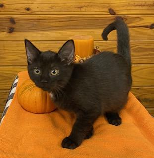 Arugula - gentle and affectionate, this girl is the one for you!