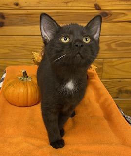 Arugula - gentle and affectionate, this girl is the one for you!