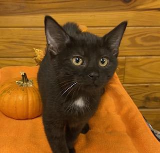 Arugula - gentle and affectionate, this girl is the one for you!