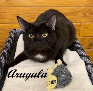 Arugula - gentle and affectionate, this girl is the one for you!, Adoptable, Kitten Female Domestic Short Hair.