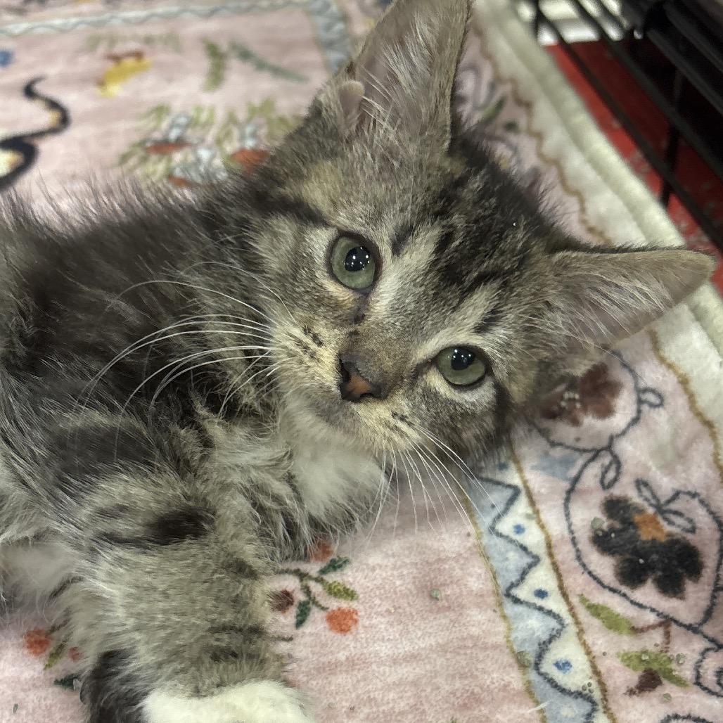 Bunny, Adopted, Kitten Male Domestic Short Hair.