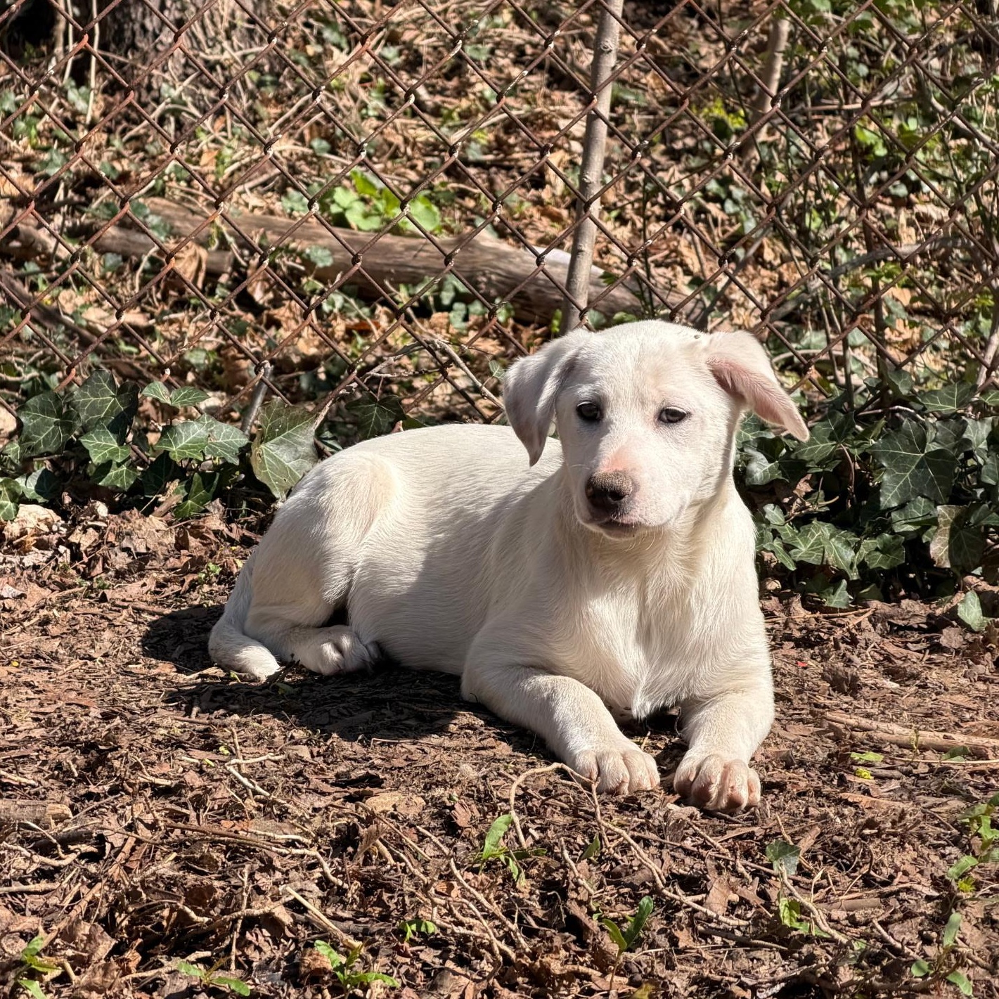Enlarge Carly, a Adoptable mixed breed in Paramus, NJ image 1/6
