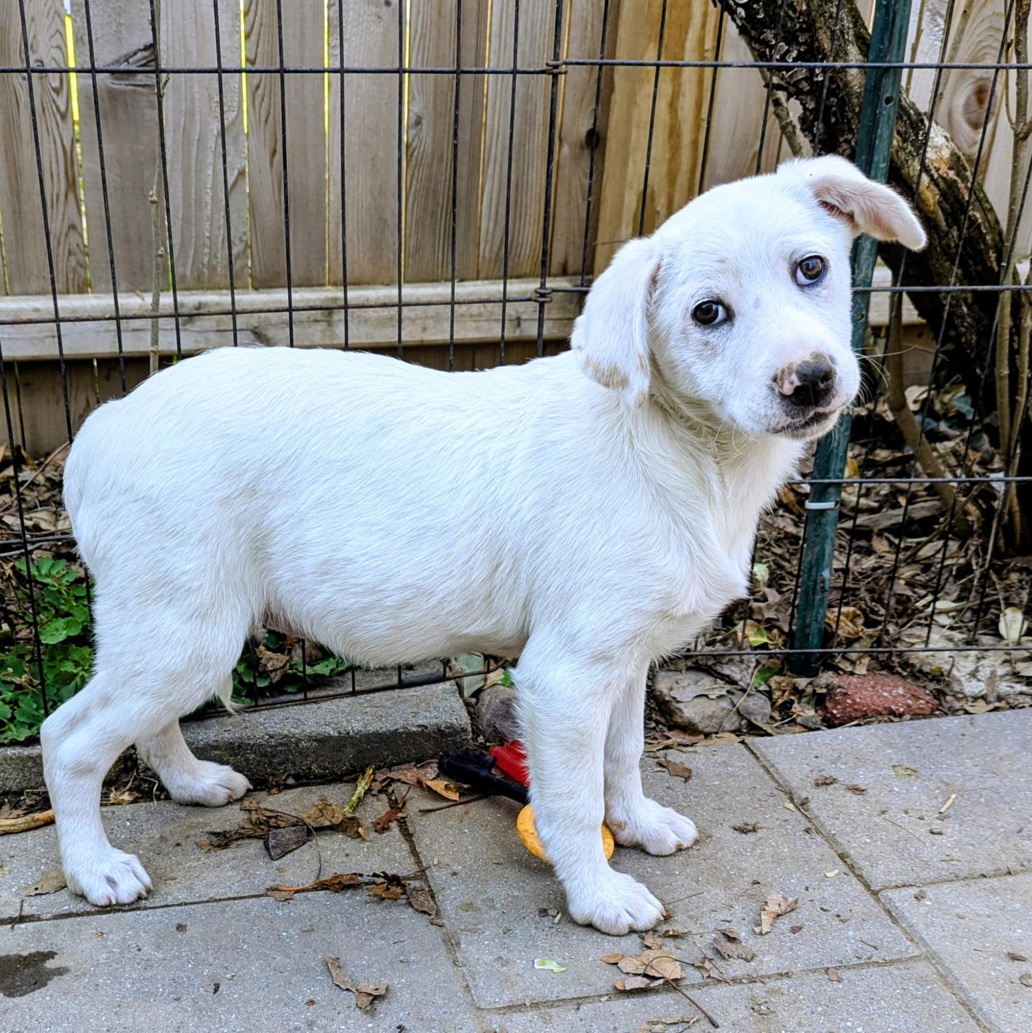 Enlarge Carly, a Adoptable mixed breed in Paramus, NJ image 2/5