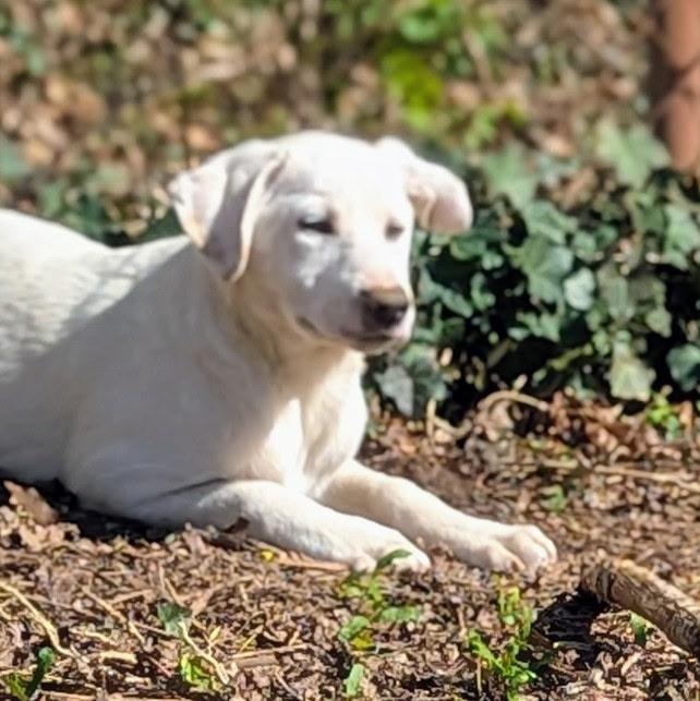 Enlarge Carly, a Adoptable mixed breed in Paramus, NJ image 3/6