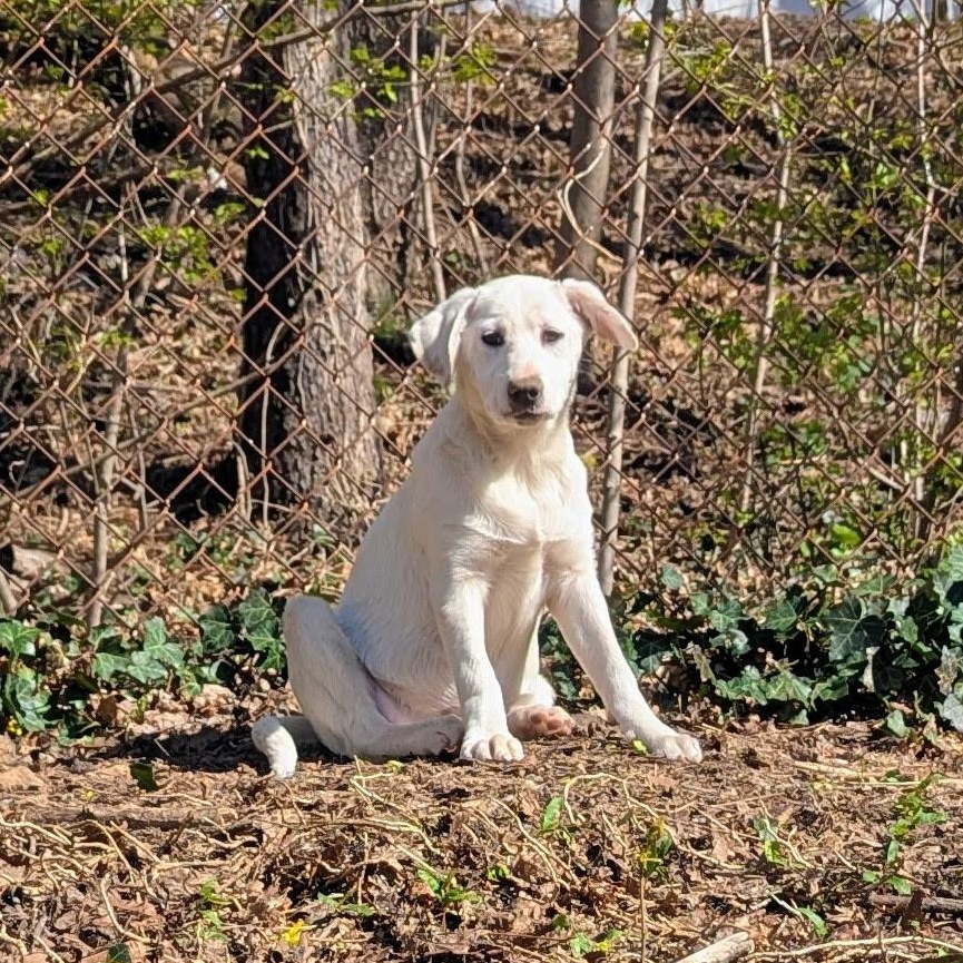 Enlarge Carly, a Adoptable mixed breed in Paramus, NJ image 5/6