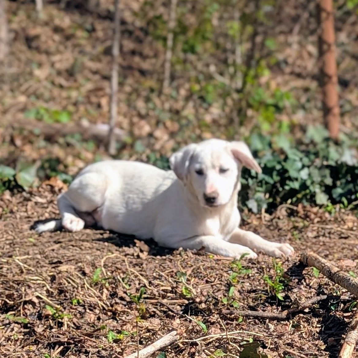 Enlarge Carly, a Adoptable mixed breed in Paramus, NJ image 4/6