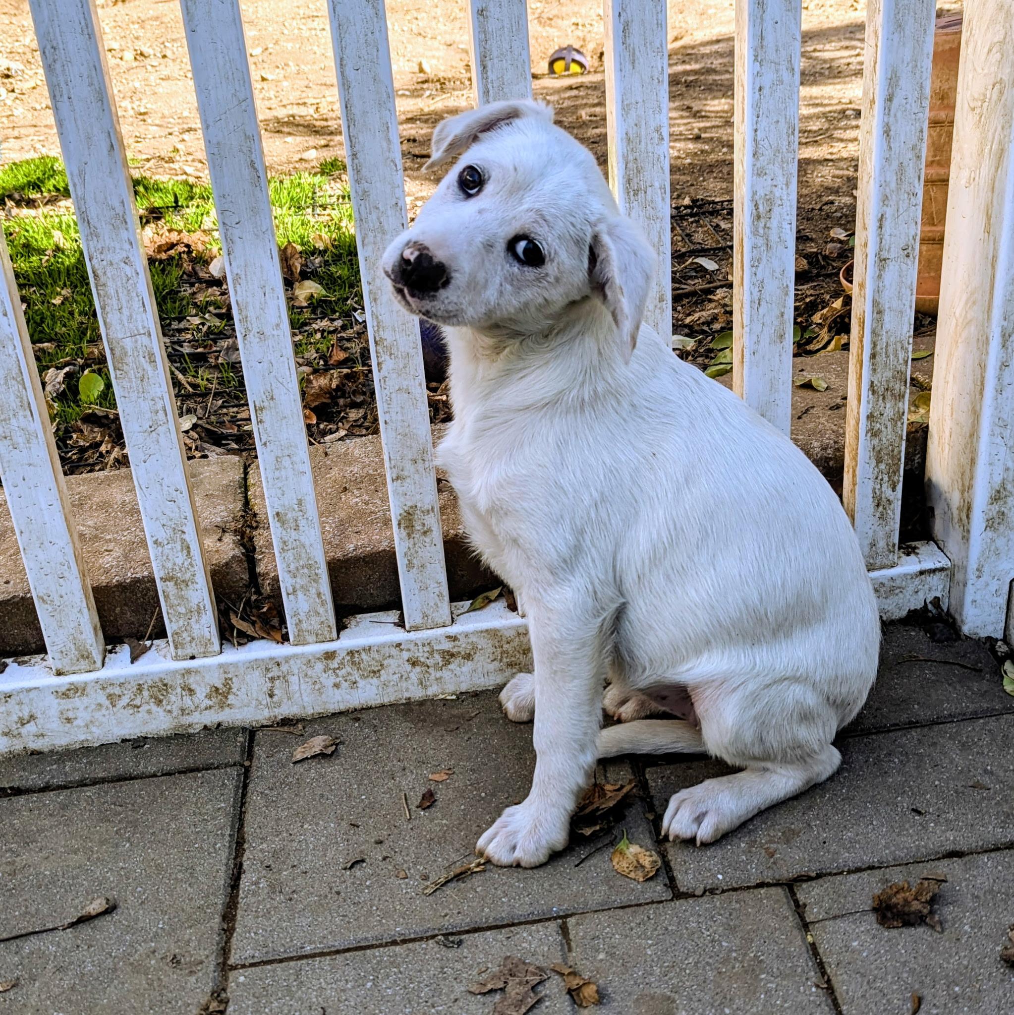 Enlarge Carly, a Adoptable mixed breed in Paramus, NJ image 4/5