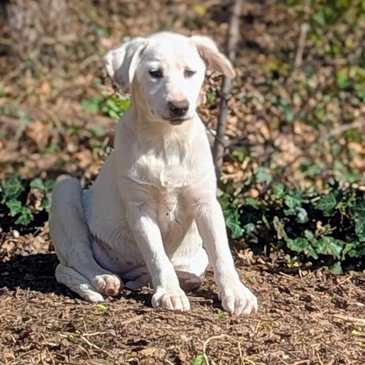 Enlarge Carly, a Adoptable mixed breed in Paramus, NJ image 2/6