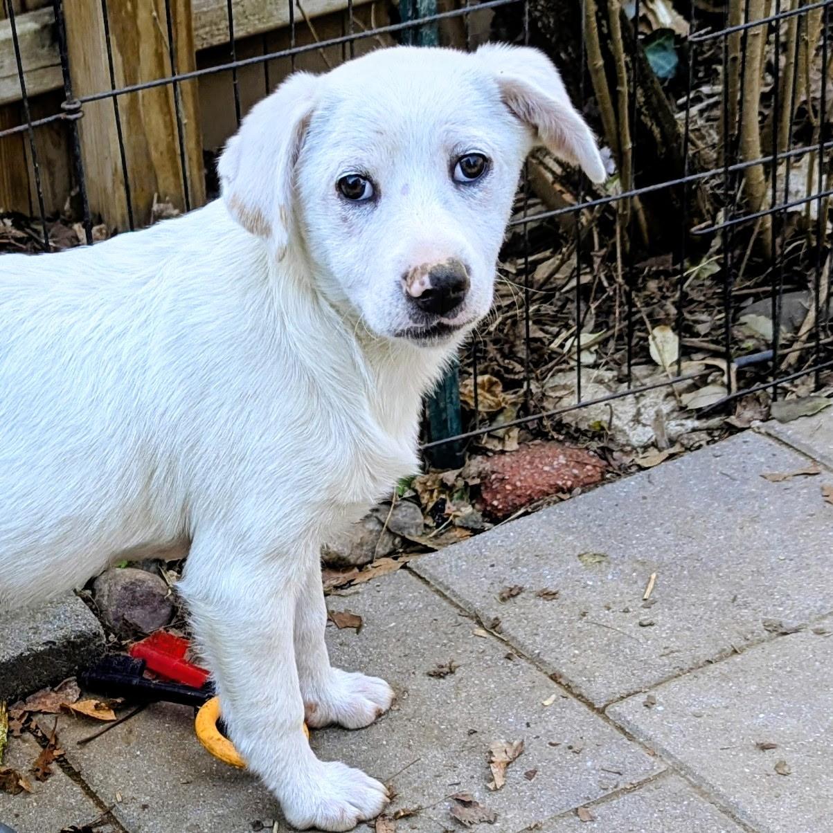 Enlarge Carly, a Adoptable mixed breed in Paramus, NJ image 5/5