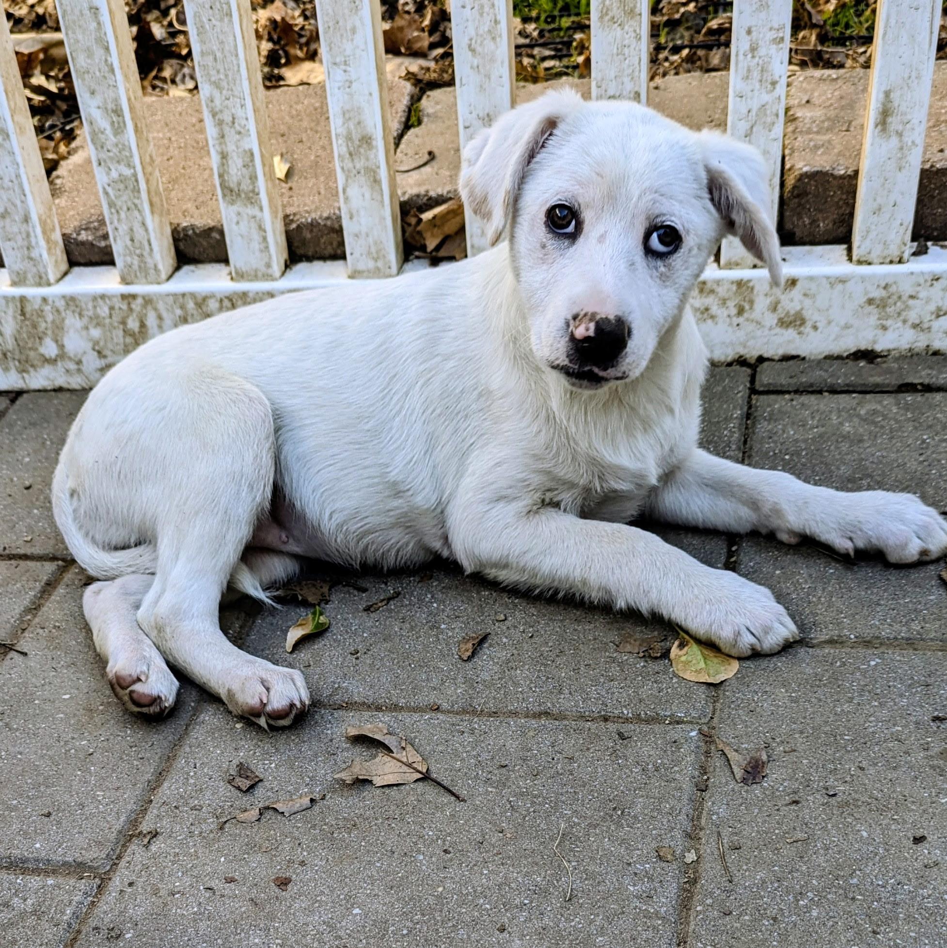 Carly, Adoptable, Puppy Female Hound & Mixed Breed.