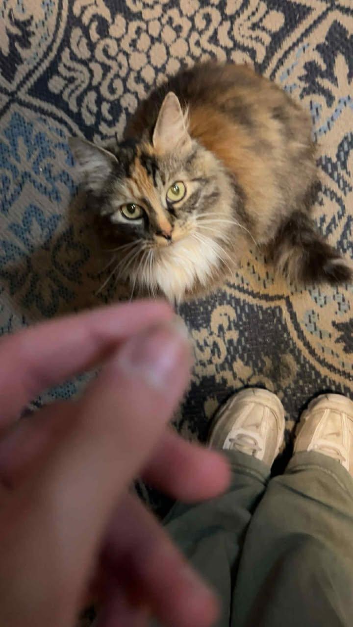 Mittens, a Adopted Domestic Long Hair in Clymer, PA image 4/4