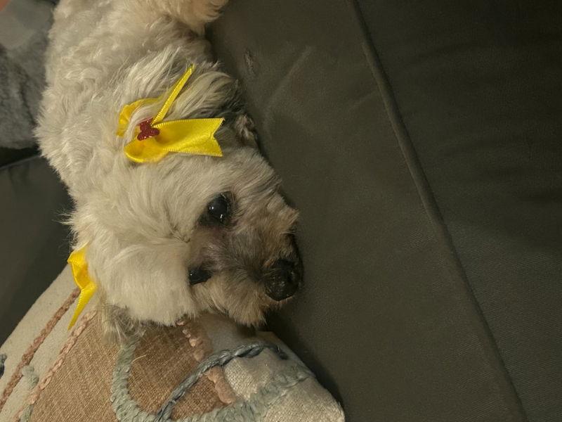 Enlarge Chiquita, a Adoptable mixed breed in San Diego, CA image 1/3