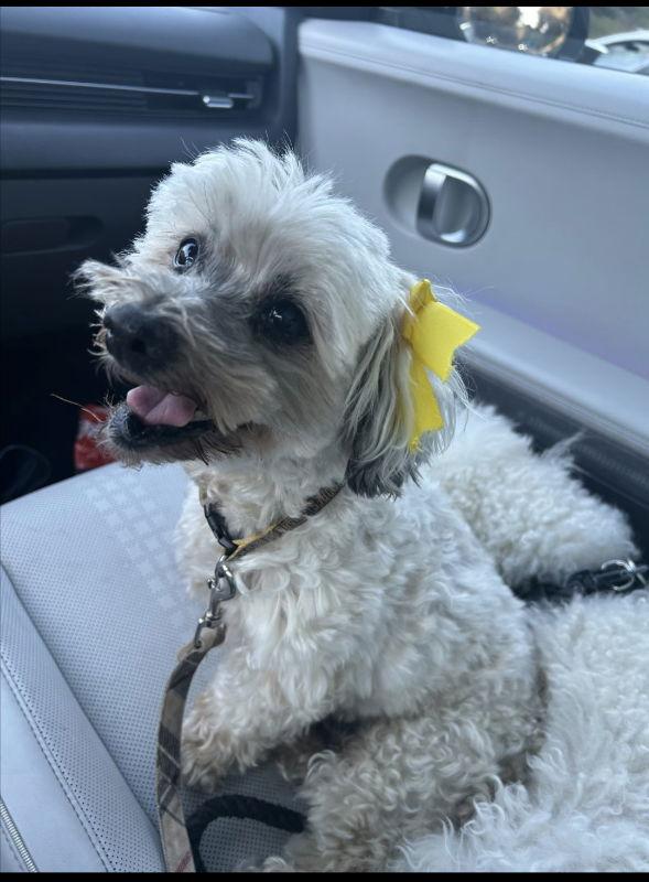 Enlarge Chiquita, a Adoptable mixed breed in San Diego, CA image 2/3