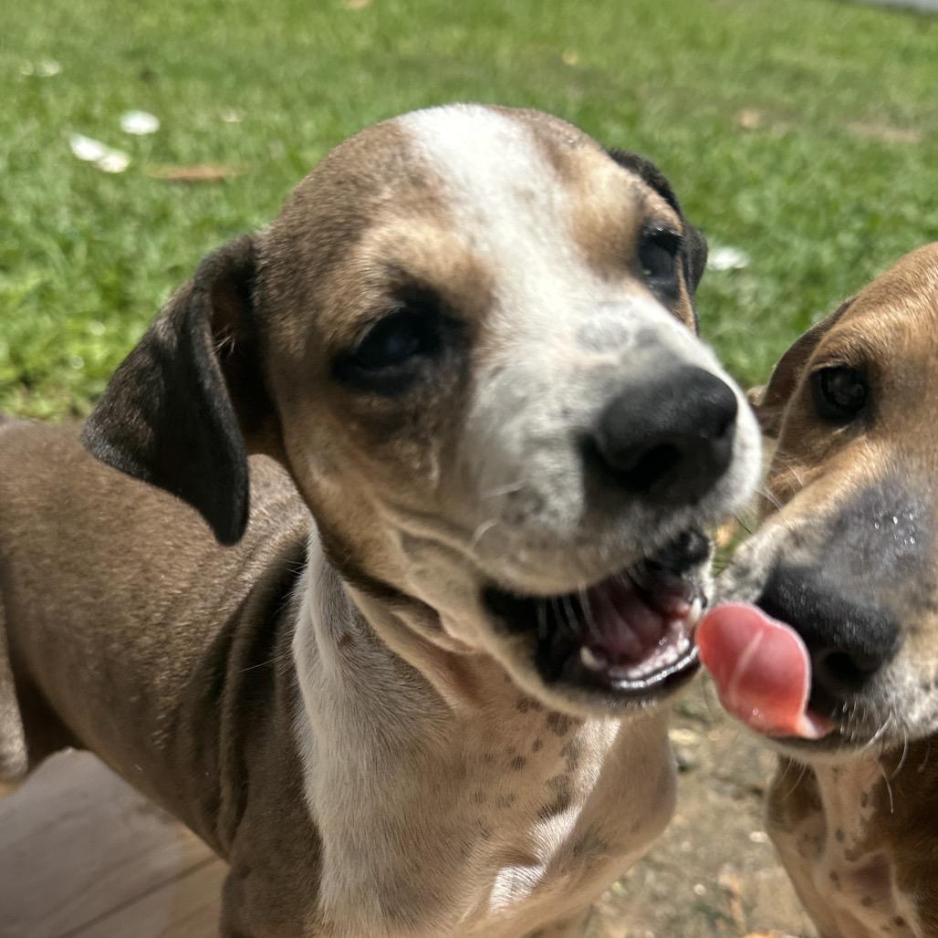 Enlarge Randy Dawg, a Adoptable Mixed Breed in Rio Grande, PR image 1/2