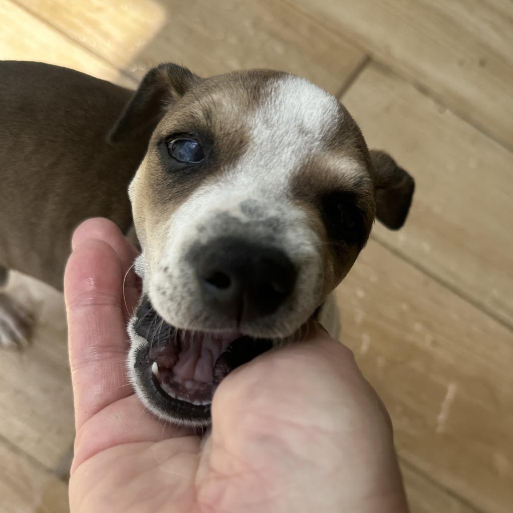 Enlarge Randy Dawg, a Adoptable Mixed Breed in Rio Grande, PR image 2/2