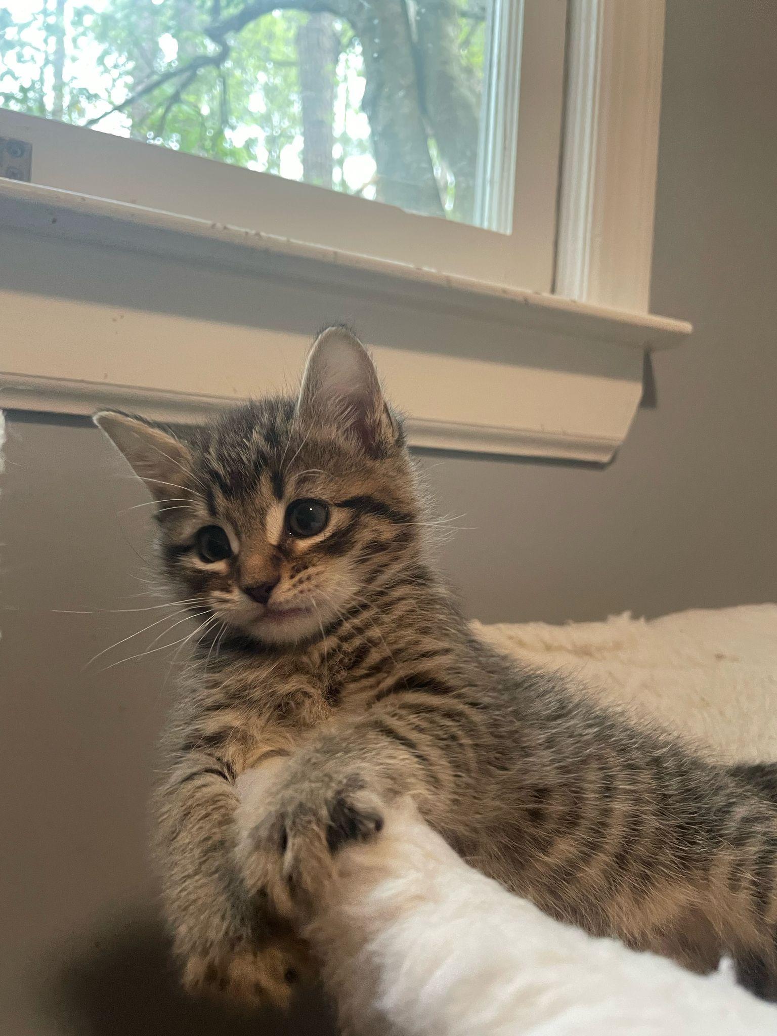 Stormy, Adopted, Kitten Male Domestic Short Hair.