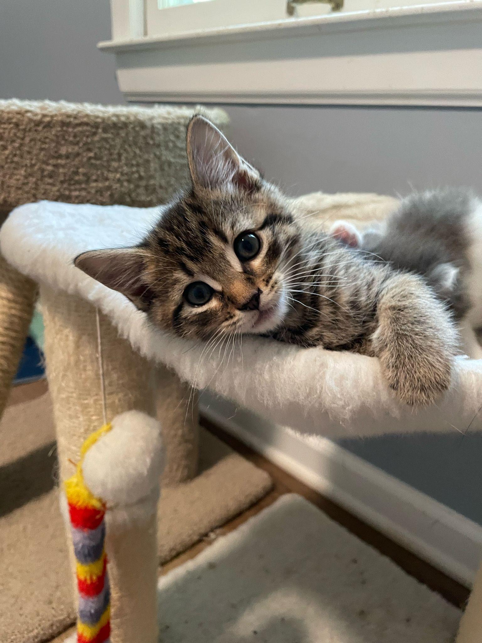 Enlarge Stormy, a Adopted Domestic Short Hair in Alpharetta, GA image 2/4