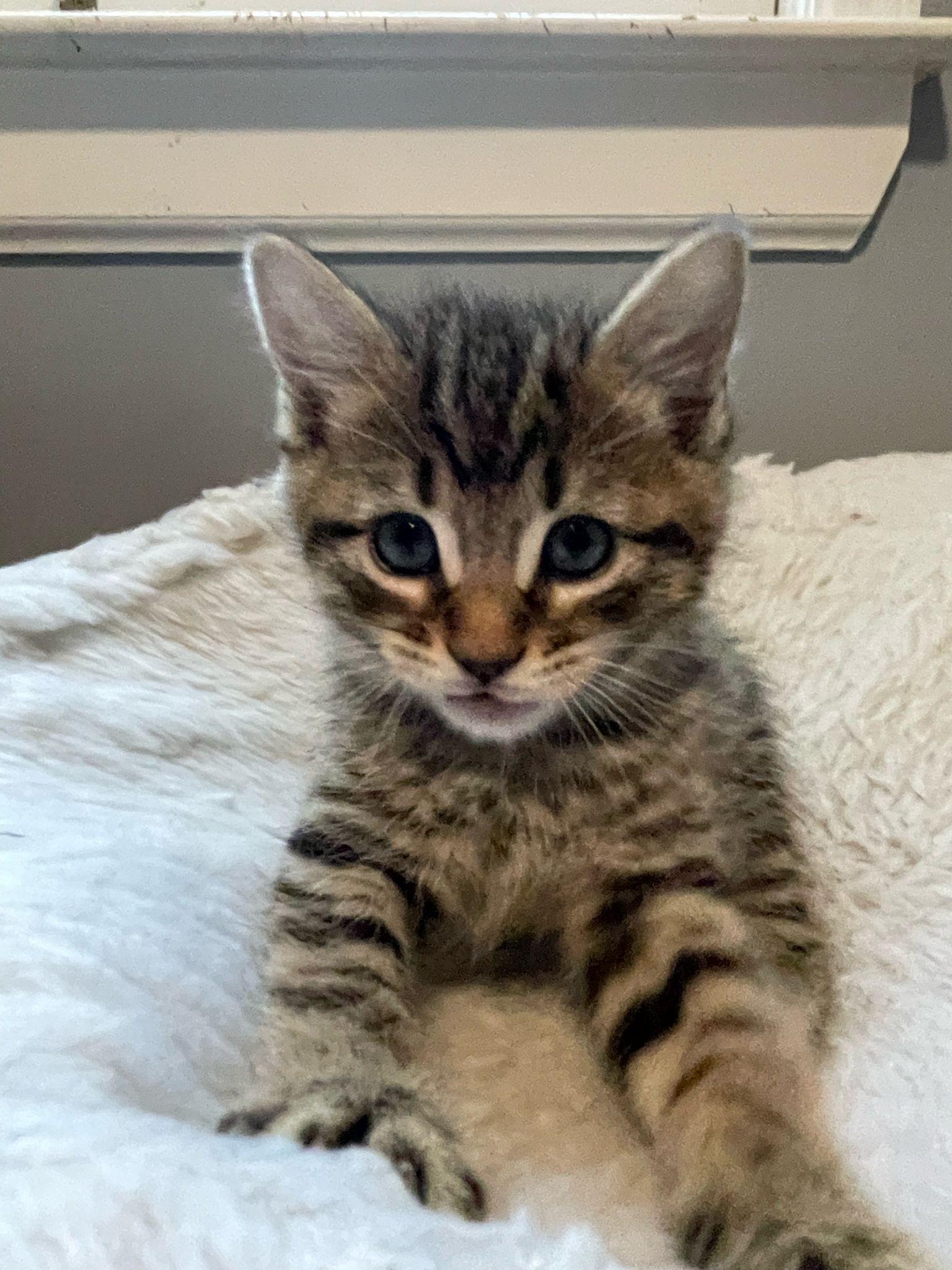 Enlarge Stormy, a Adopted Domestic Short Hair in Alpharetta, GA image 3/4