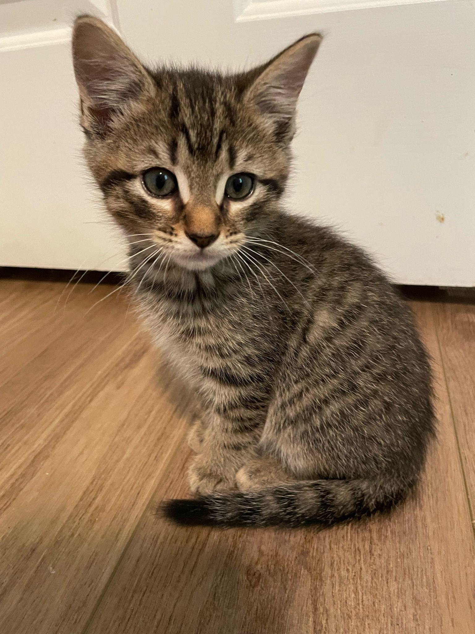 Enlarge Stormy, a Adopted Domestic Short Hair in Alpharetta, GA image 4/4