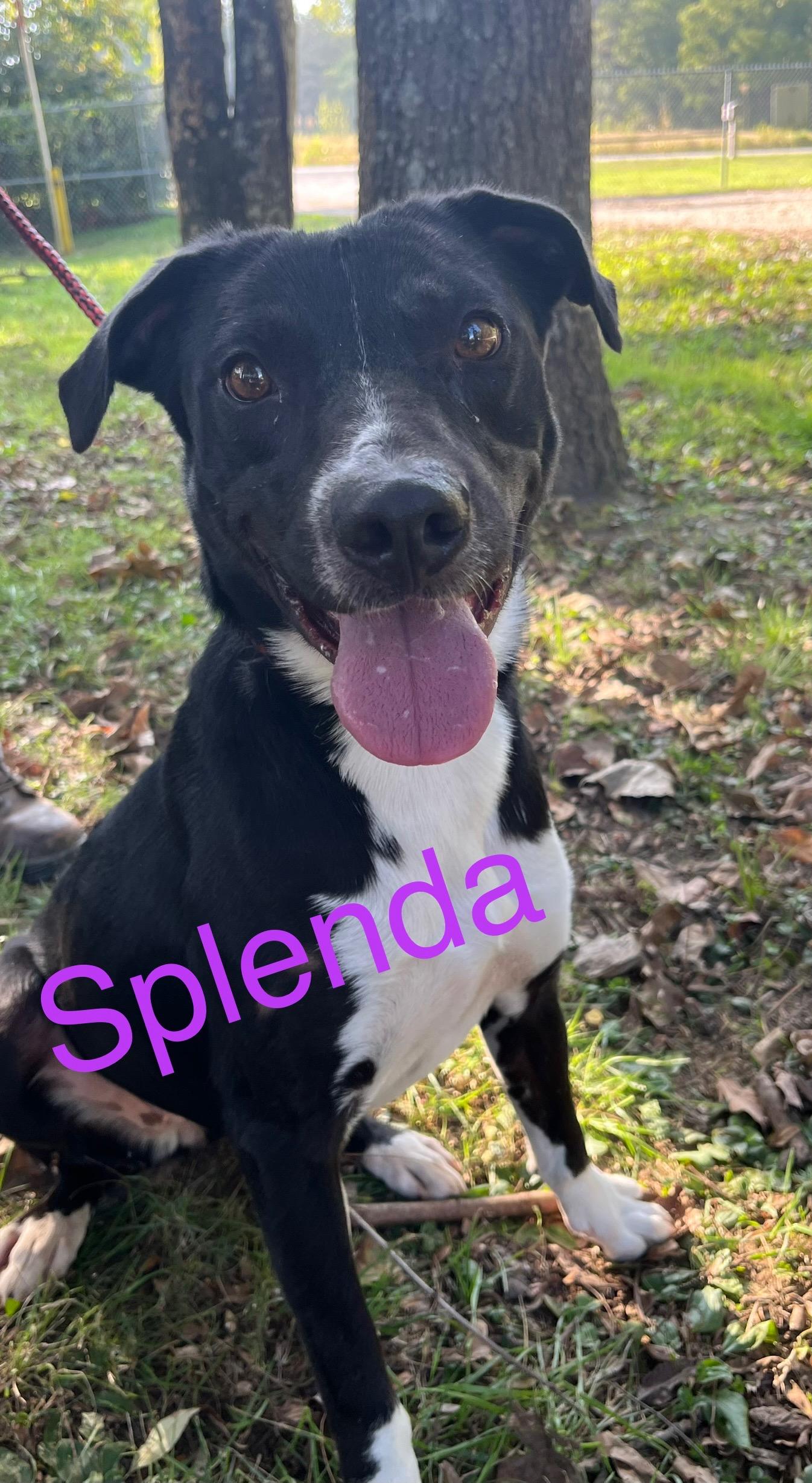 Splenda