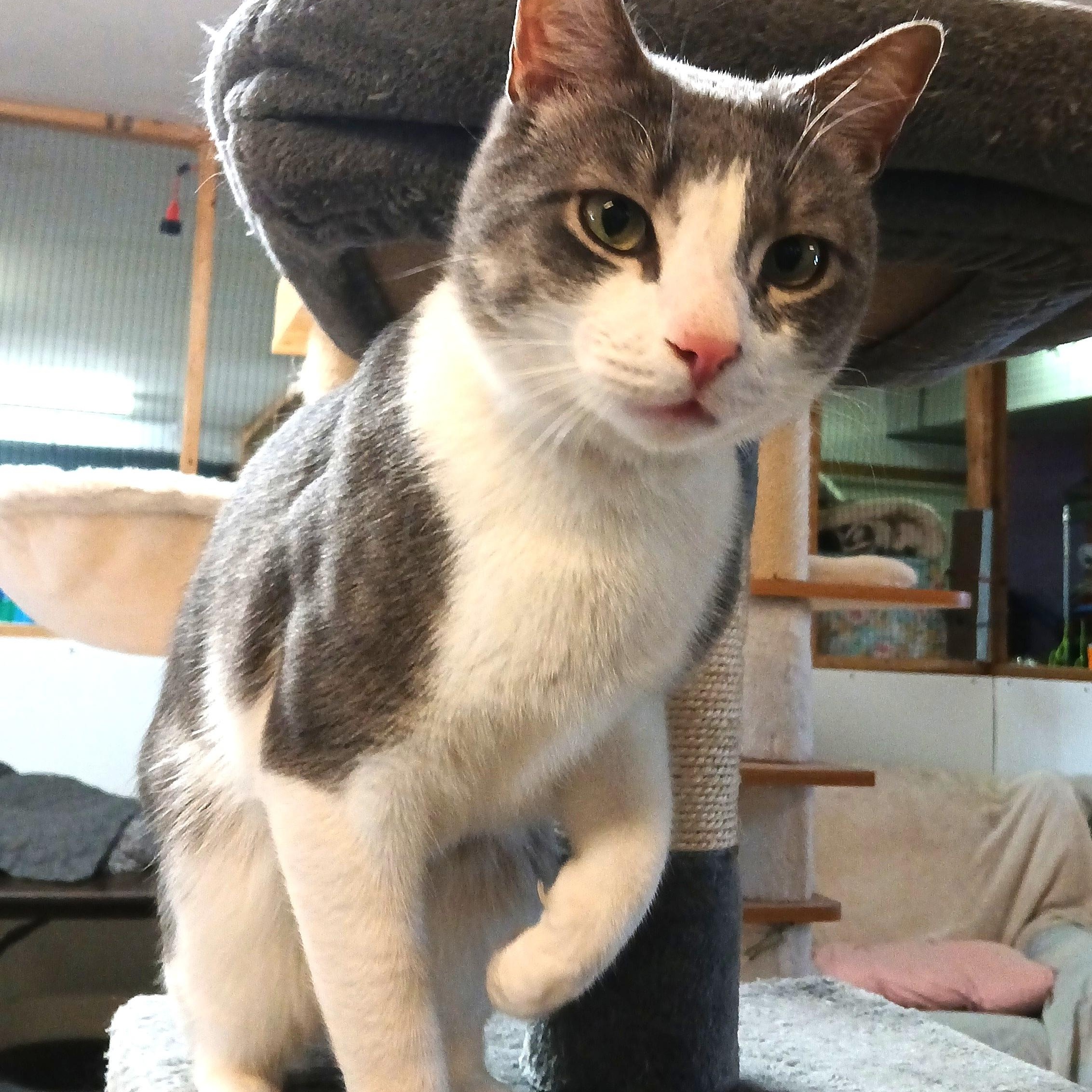 Enlarge Sherlock, an adopted mixed breed in Germansville, PA image 3/3