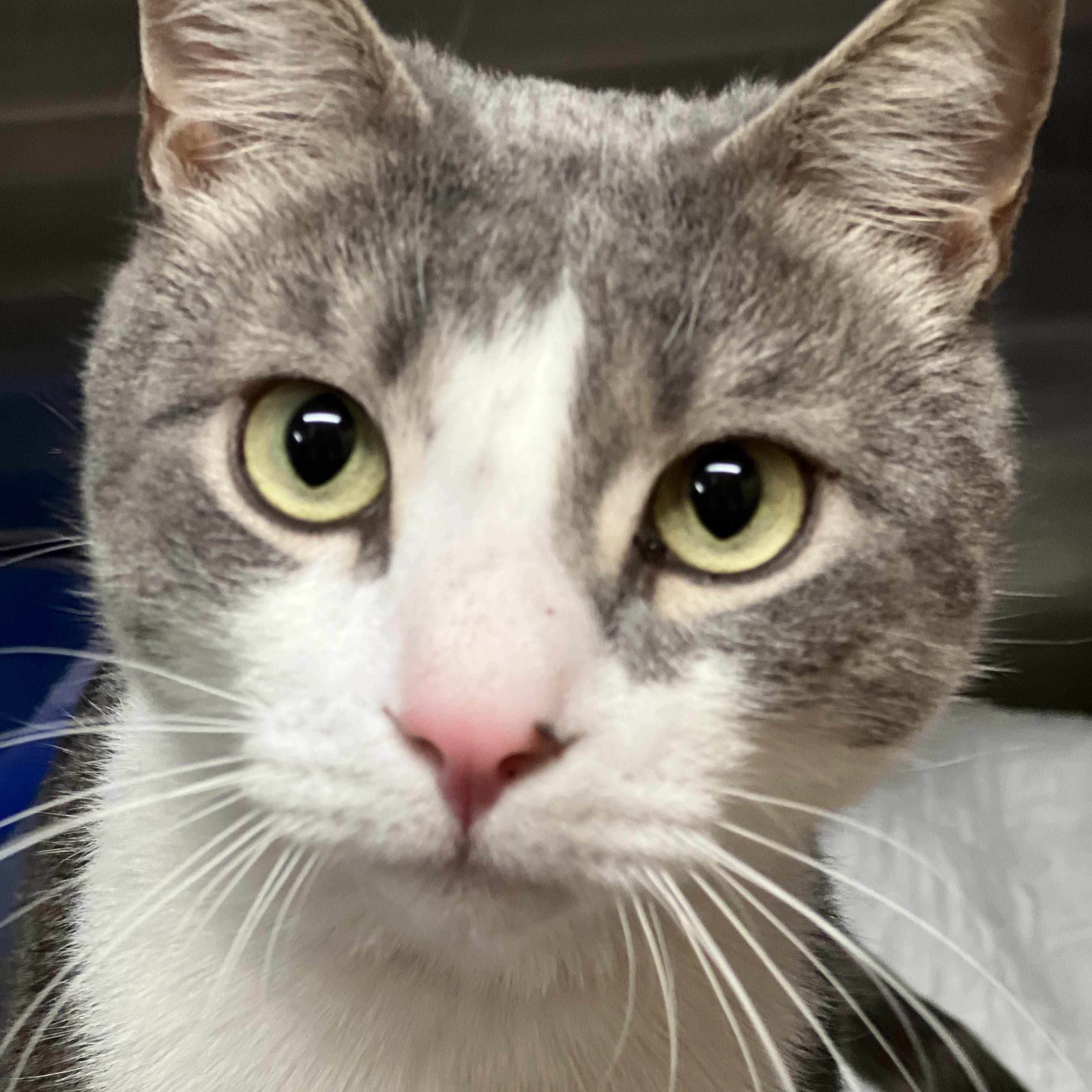 Sherlock, adopted, Adult Male Domestic Short Hair & Tabby.